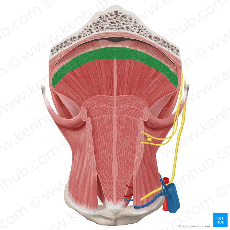 Músculo longitudinal superior da língua (Musculus longitudinalis superior linguae); Imagem: Begoña Rodriguez