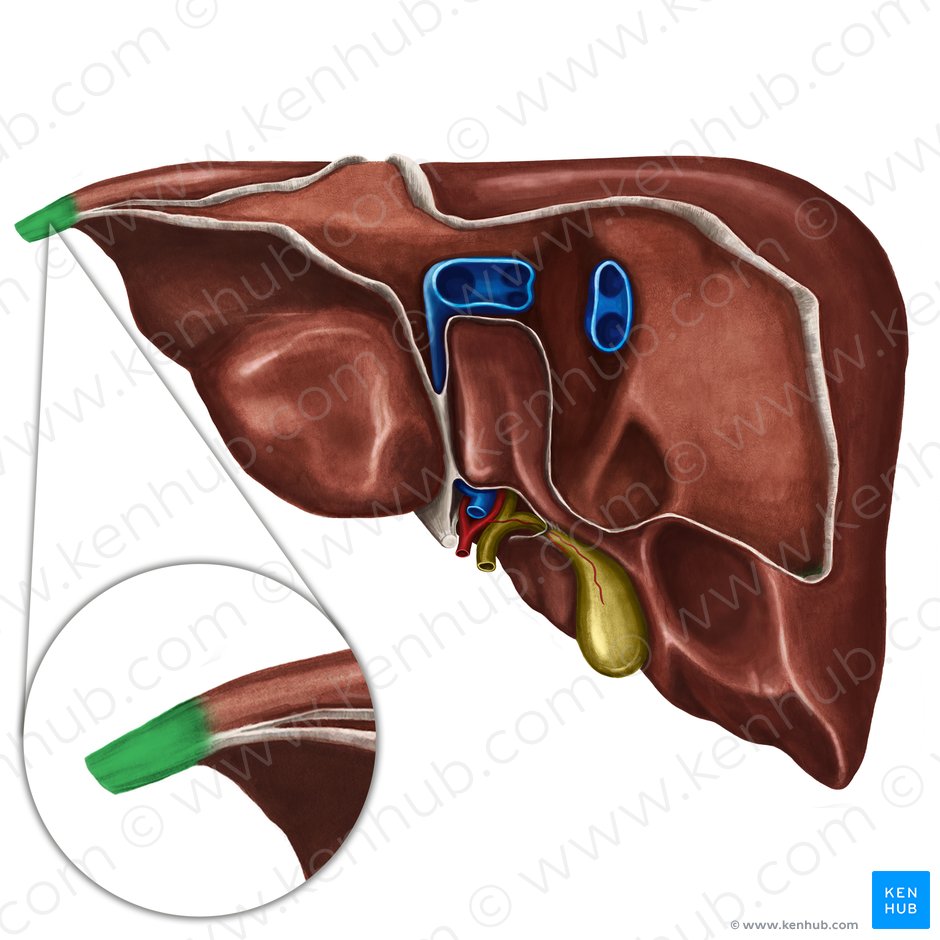 Apéndice fibroso del hígado (Appendix fibrosa hepatis); Imagen: Irina Münstermann