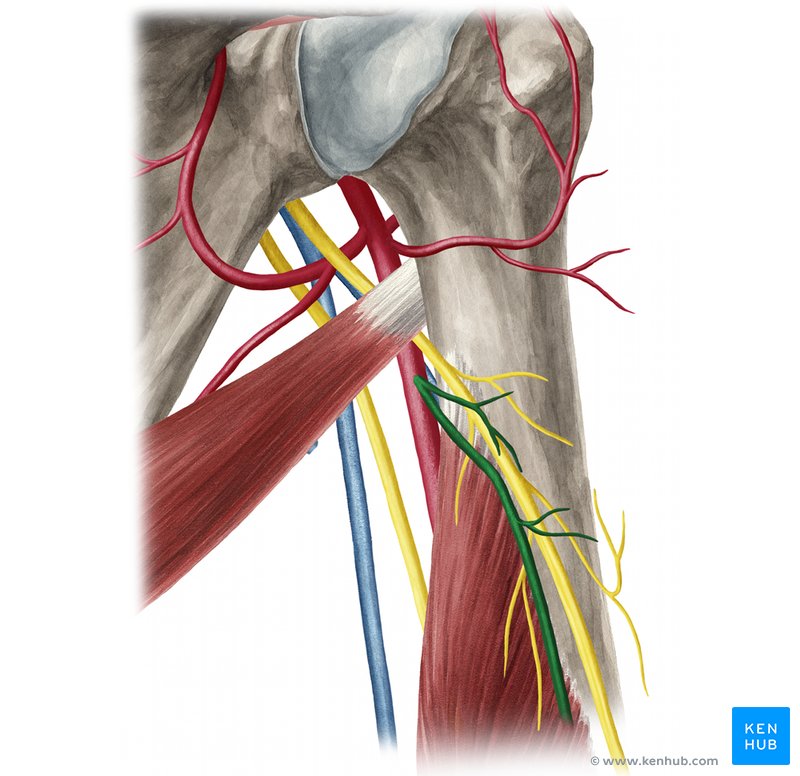 Deep brachial artery: Course, branches, function | Kenhub