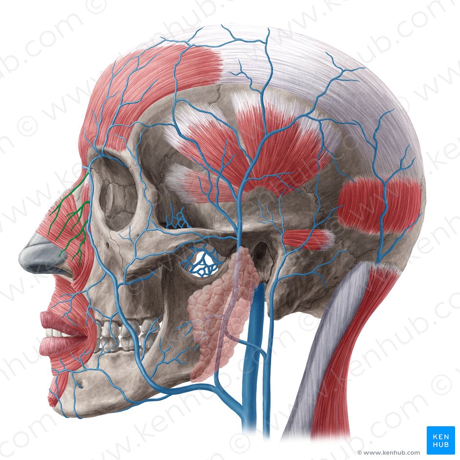 External nasal veins (Venae nasales externae); Image: Yousun Koh