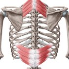 Serratus posterior muscles