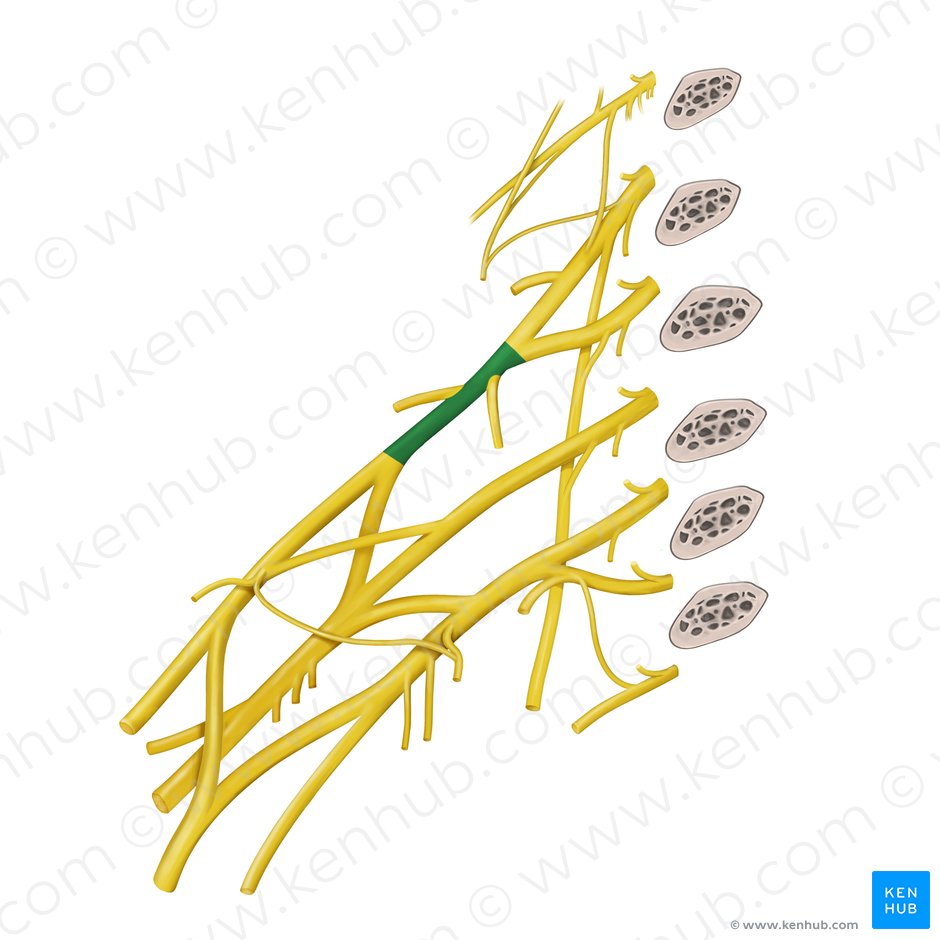 Tronco superior del plexo braquial (Truncus superior plexus brachialis); Imagen: Begoña Rodriguez