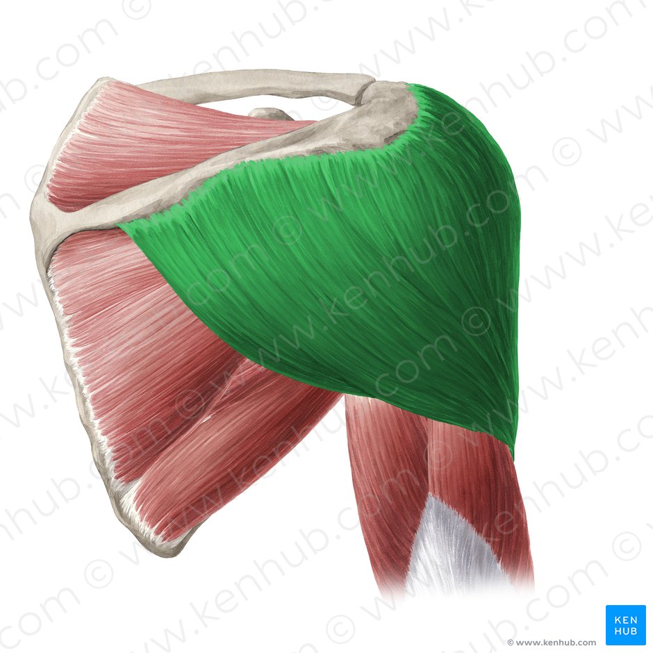 Músculo deltoide (Musculus deltoideus); Imagem: Yousun Koh