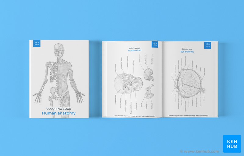 Kenhub anatomy coloring book cover and sample coloring page. 