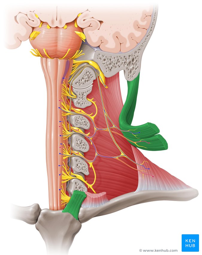 Nerves of the carotid triangle (Sternocleidomastoid muscle) - ventral view