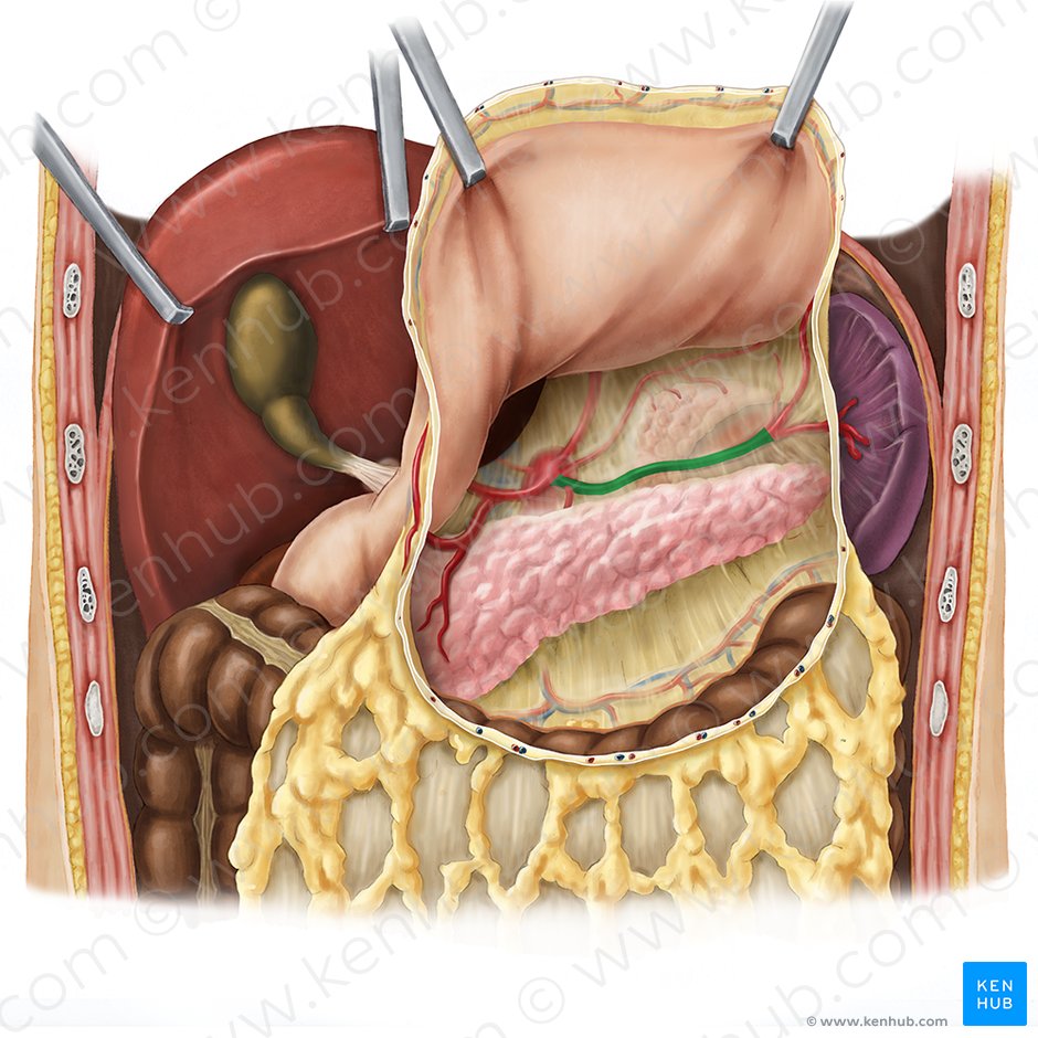 Arteria esplénica (Arteria splenica); Imagen: Esther Gollan