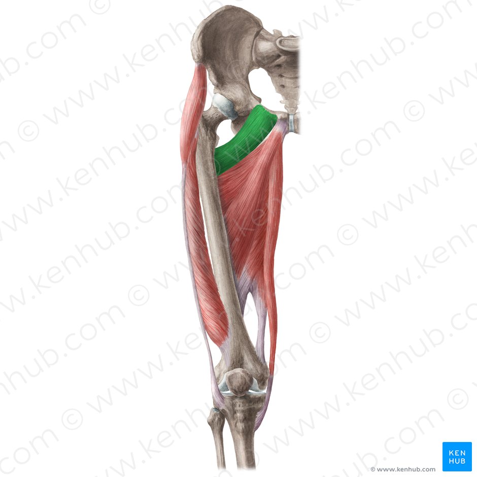 Músculo pectíneo (Musculus pectineus); Imagem: Liene Znotina