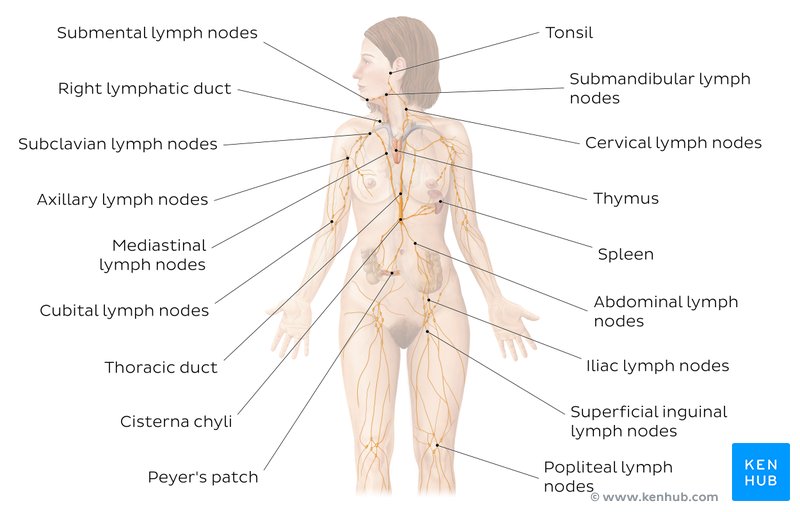 Lymphatic System Chart Pdf