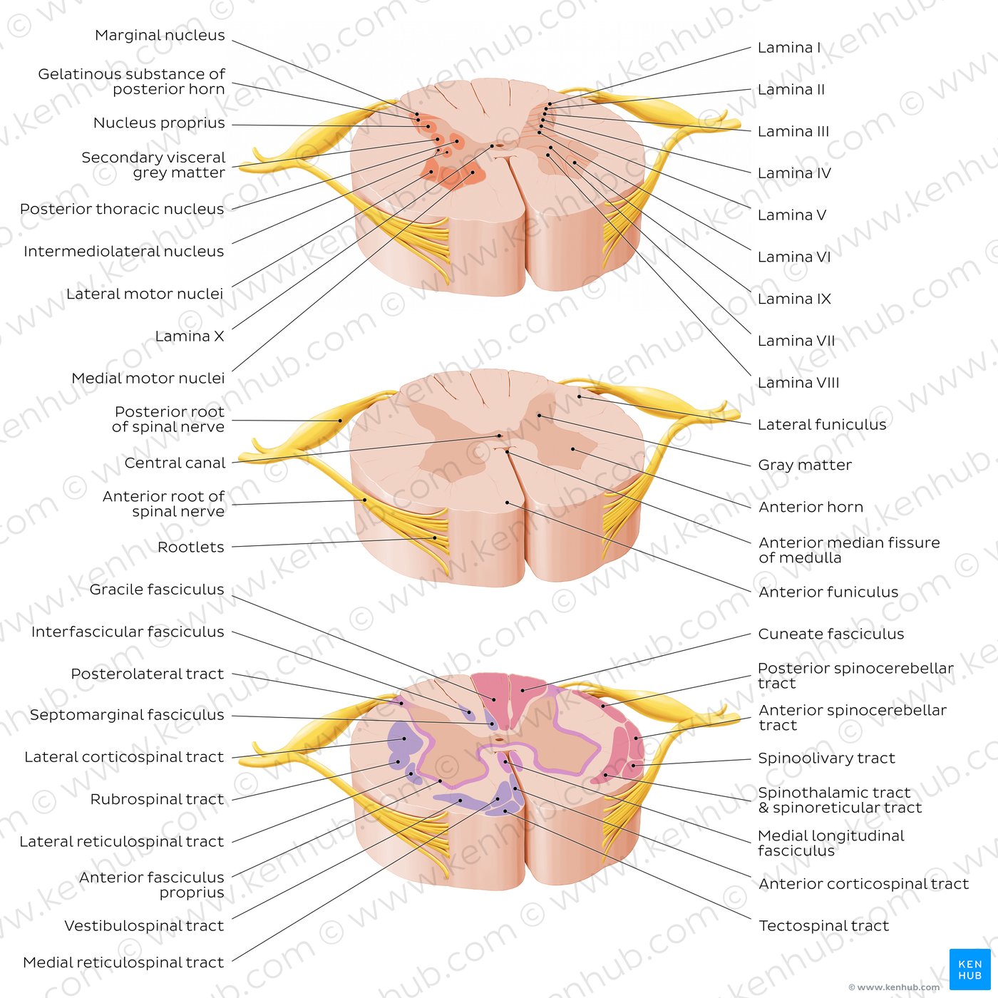 Spinal cord: Cross section: Overview