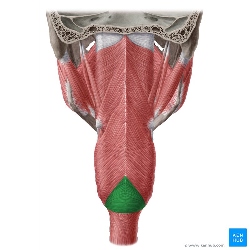 Cricopharyngeal part of inferior pharyngeal constrictor muscle (Pars