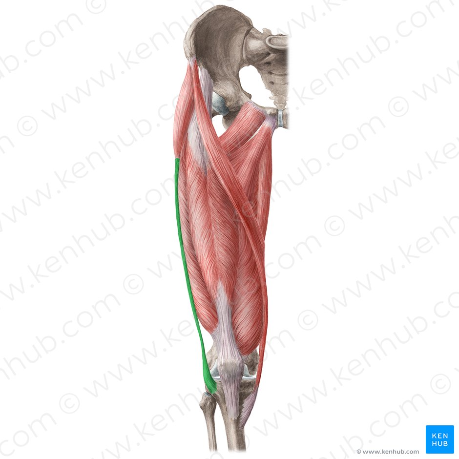 Tracto iliotibial (Tractus iliotibialis); Imagen: Liene Znotina