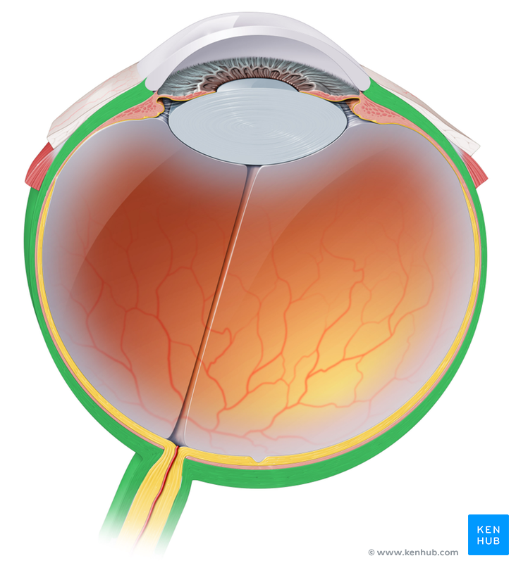 Structure of the Eyeball - Anatomy - Parts | Kenhub