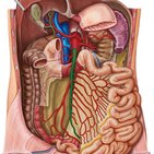 Arteria mesenterica superior
