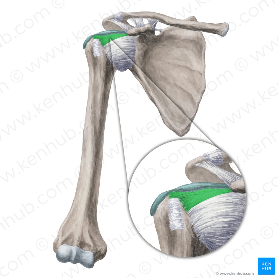 Coracohumeral ligament (Ligamentum coracohumerale); Image: Yousun Koh