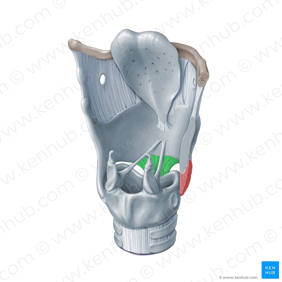 Median cricothyroid ligament (Ligamentum cricothyroideum medianum); Image: Paul Kim