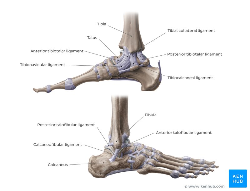 Ankle and foot anatomy: Bones, joints, muscles | Kenhub