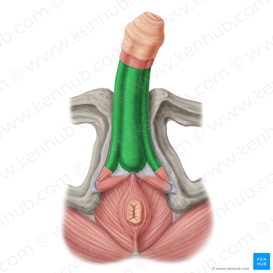 Deep fascia of penis (Fascia profunda penis); Image: Samantha Zimmerman