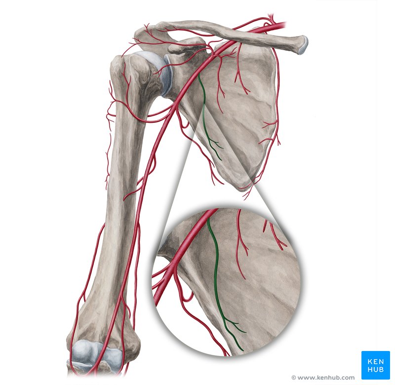 Lateral thoracic artery: Anatomy, branches, supply | Kenhub