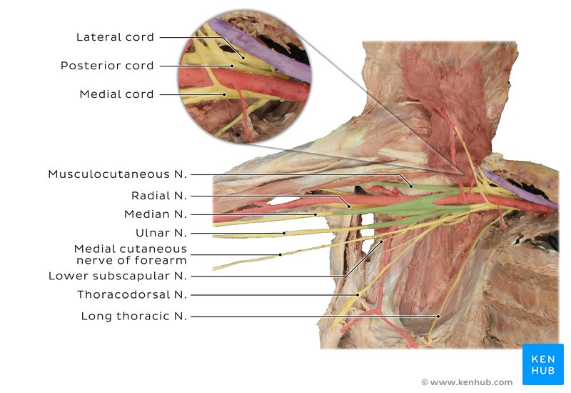 Brachial plexus cadaver dissection