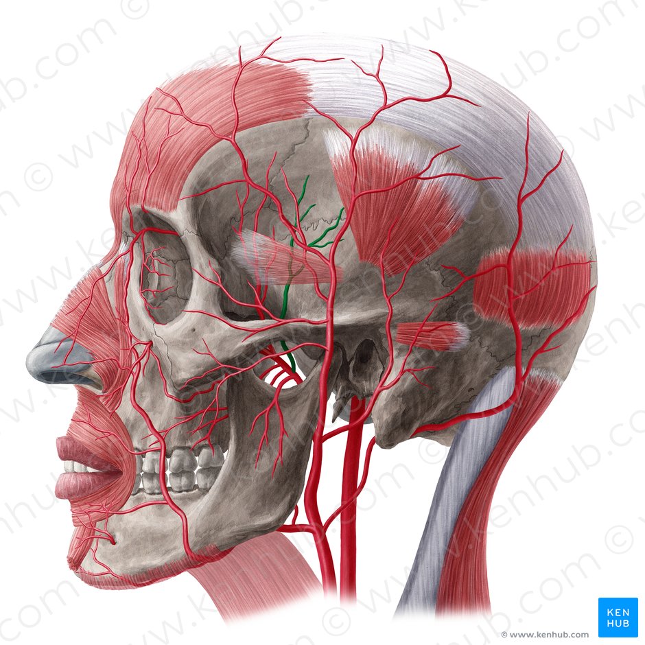 Posterior deep temporal artery (Arteria temporalis profunda posterior); Image: Yousun Koh