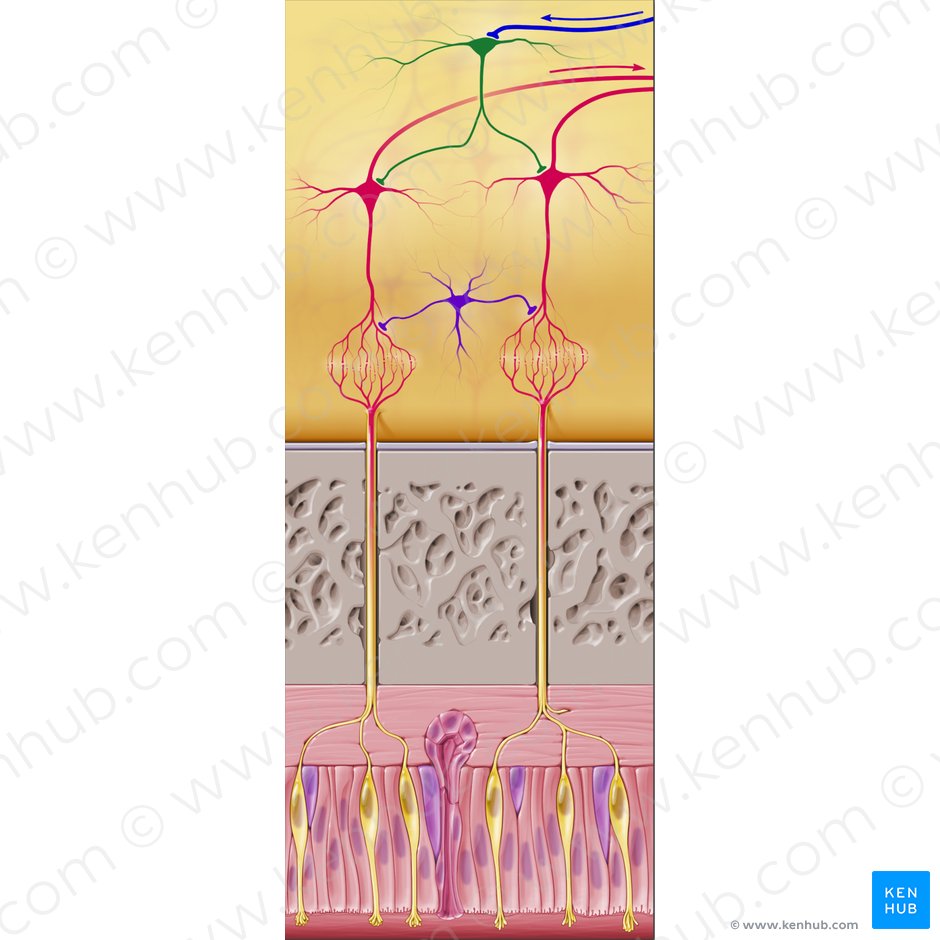 Célula granular (Neuron granulare); Imagen: Paul Kim