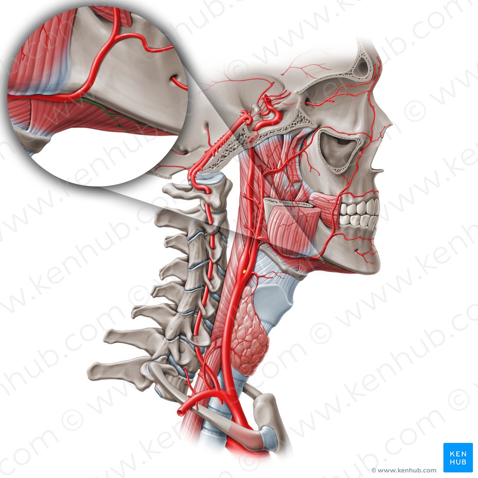 Arteria submentoniana (Arteria submentalis); Imagen: Paul Kim