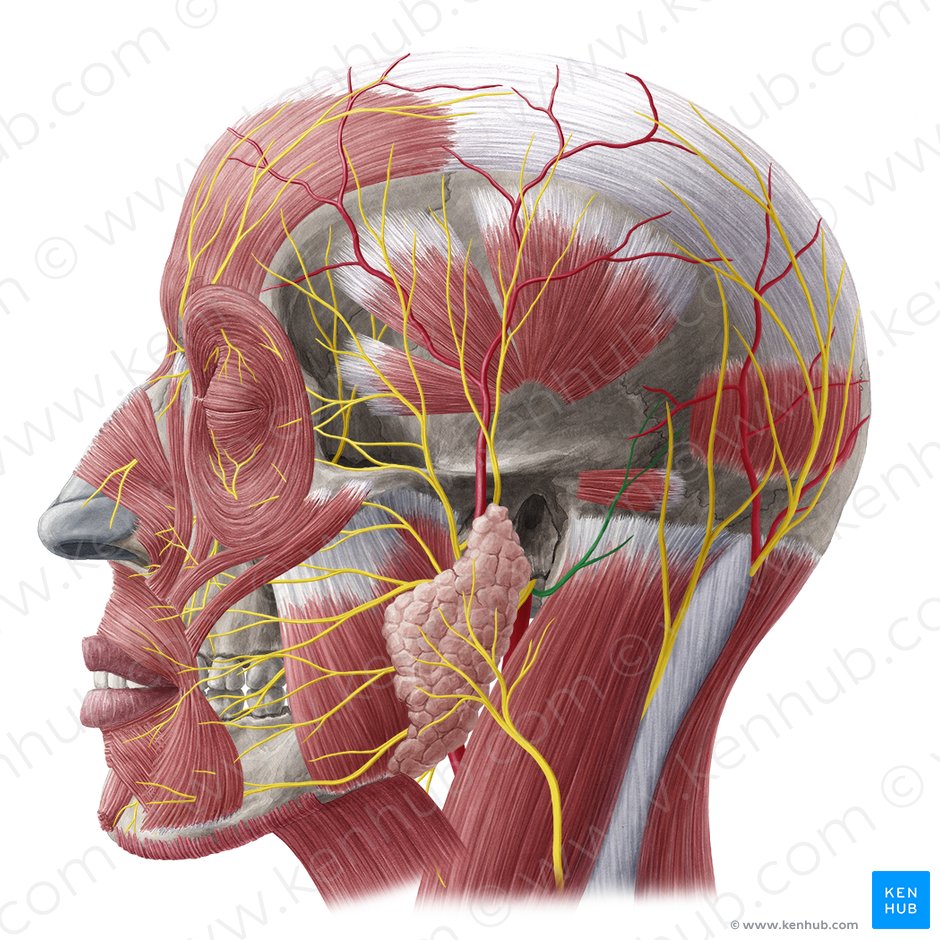 Posterior auricular nerve (Nervus auricularis posterior); Image: Yousun Koh