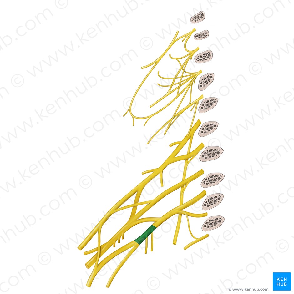 Medial cord of brachial plexus (Fasciculus medialis plexus brachialis); Image: Begoña Rodriguez