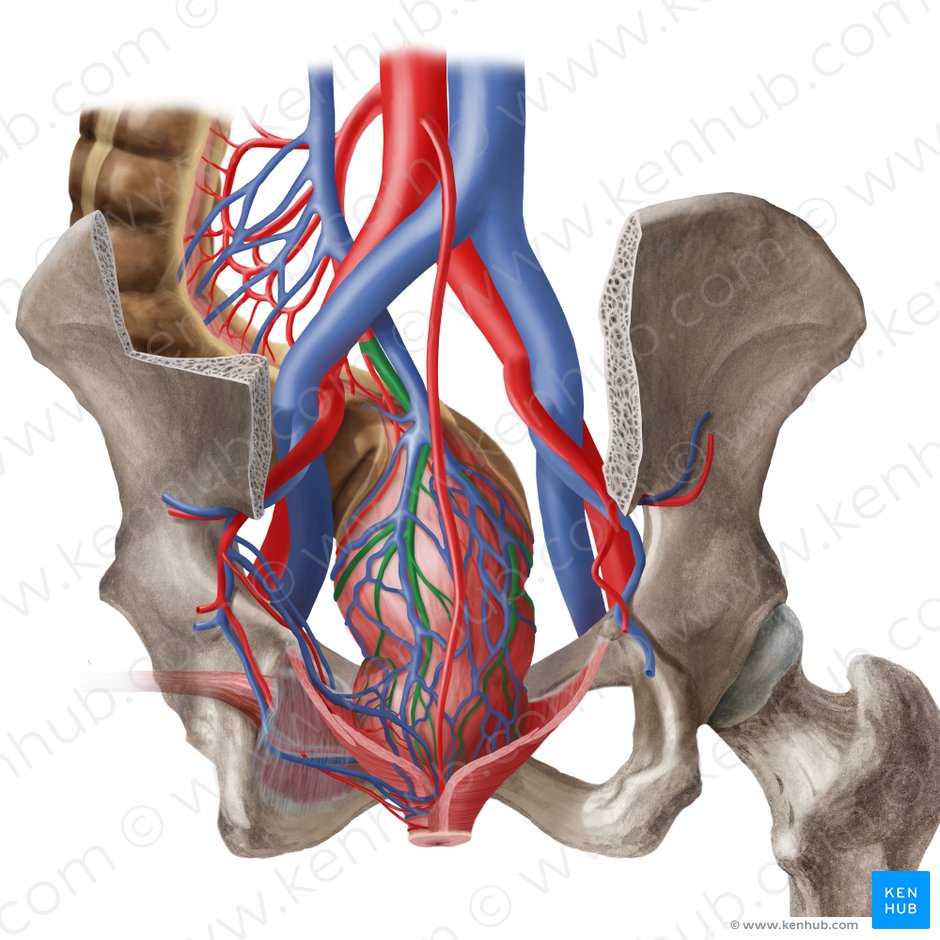 Superior anorectal artery (Arteria anorectalis superior); Image: Begoña Rodriguez