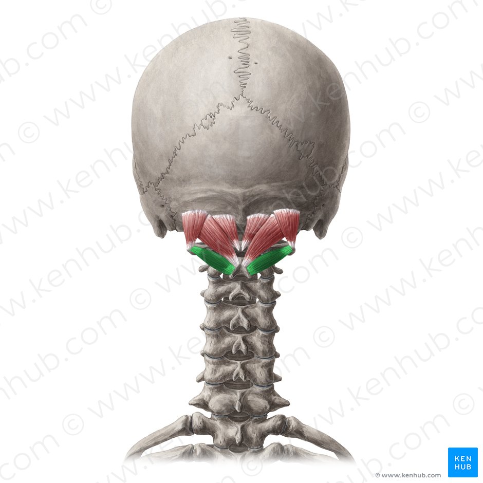 Musculus obliquus capitis inferior (Unterer schräger Kopfmuskel); Bild: Yousun Koh