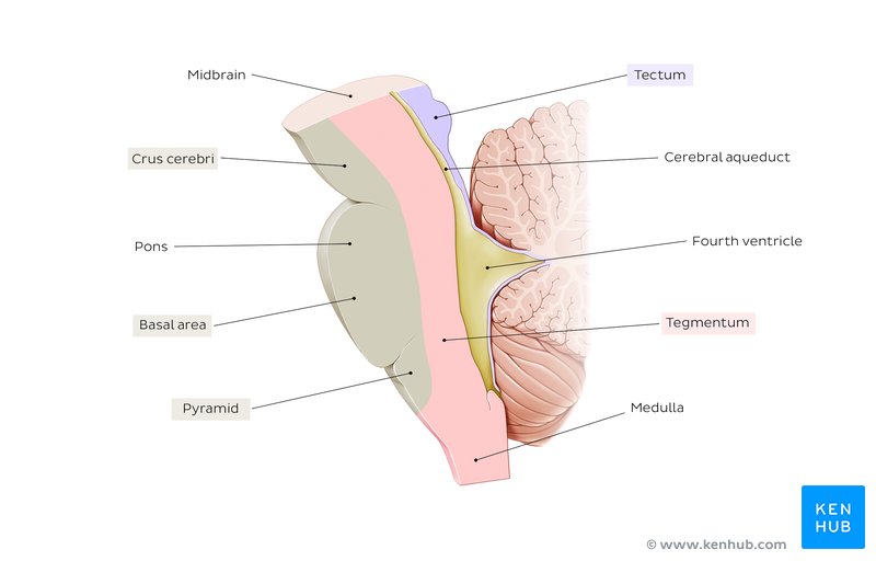 Brainstem tectum, tegmentum and basal area: Diagram