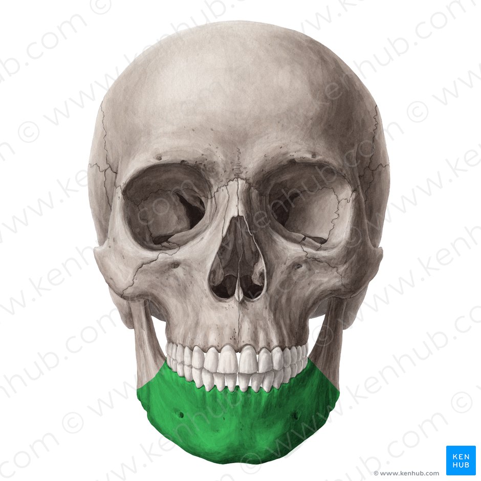 Corpus mandibulae (Unterkieferkörper); Bild: Yousun Koh
