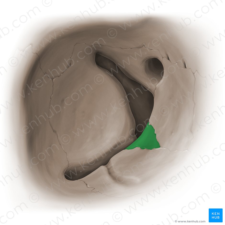 Orbital process of palatine bone (Processus orbitalis ossis palatini); Image: Paul Kim