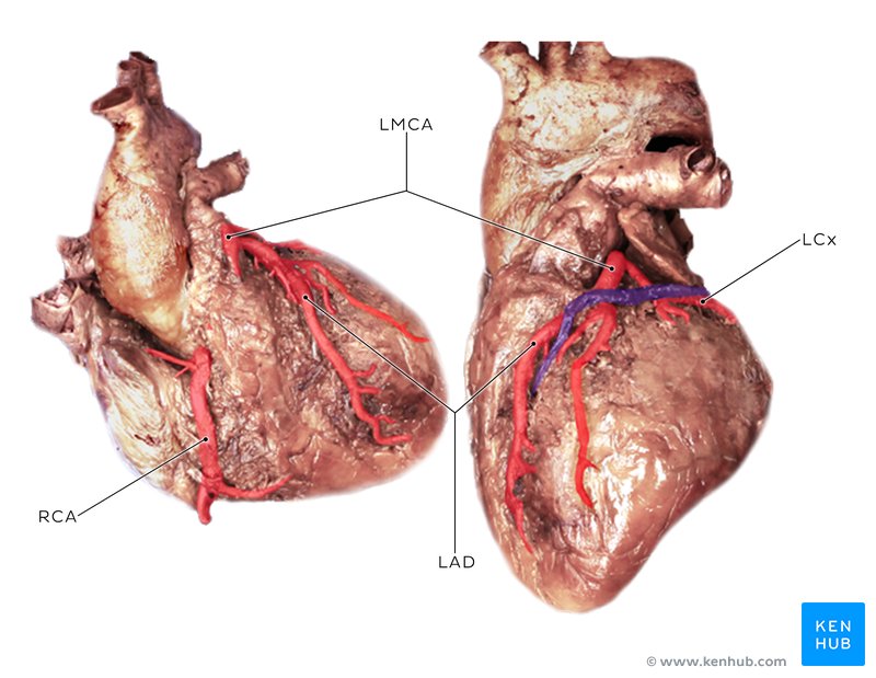 Posterior Cardiac Wall