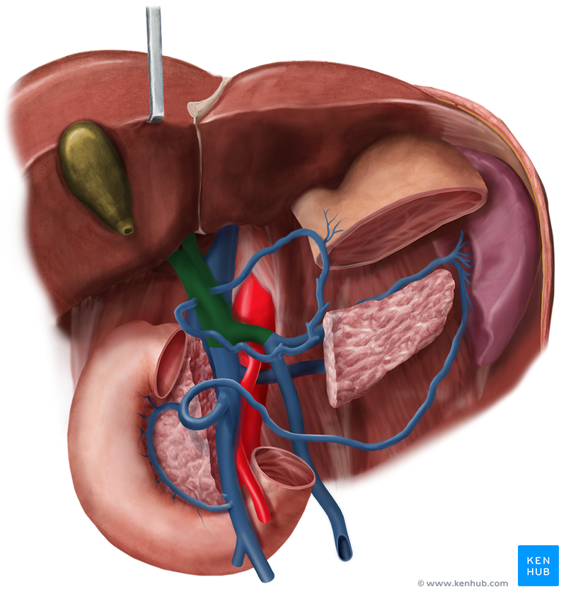 Liver - Functional division, Lobes and Segments | Kenhub
