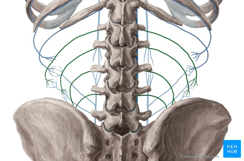 Lumbar veins - dorsal view
