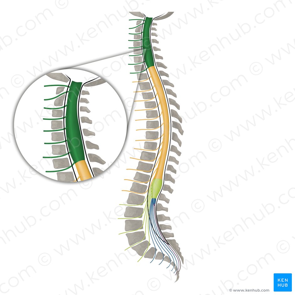 Nervios espinales C1-C8 (Nervi spinales C1-C8); Imagen: Irina Münstermann