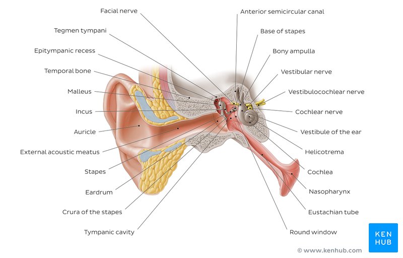 Overview image showing the structures of the outer ear and auditory tube 