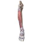 Anatomia da perna e do joelho
