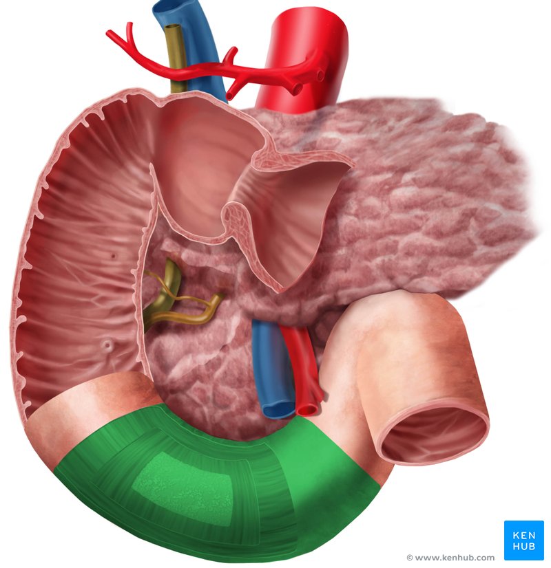 Horizontal part of duodenum - ventral view