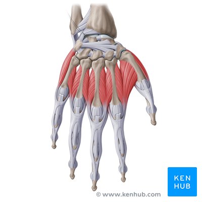 Hand Anatomy: Bones, muscles, arteries and nerves | Kenhub