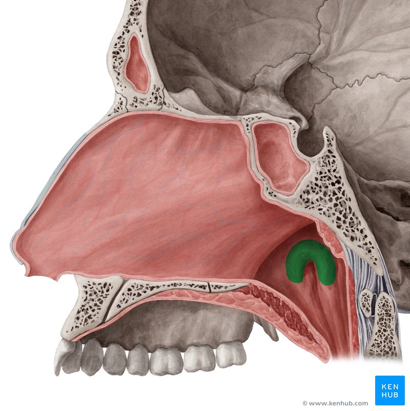 Tonsilas tubárias (tonsilas de Gerlach) - vista medial (verde)
