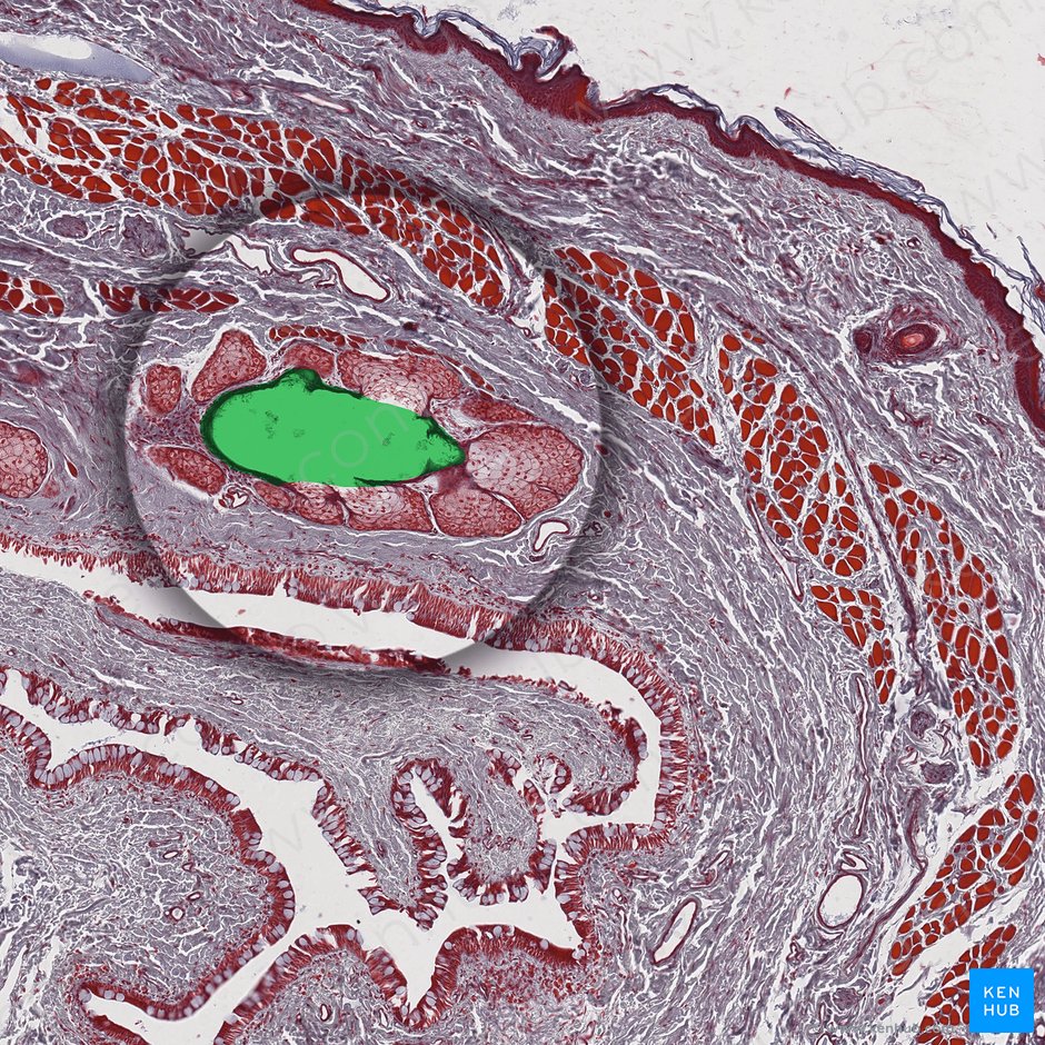 Duct of Meibomian glands; Image: 
