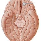Basal view of the brain