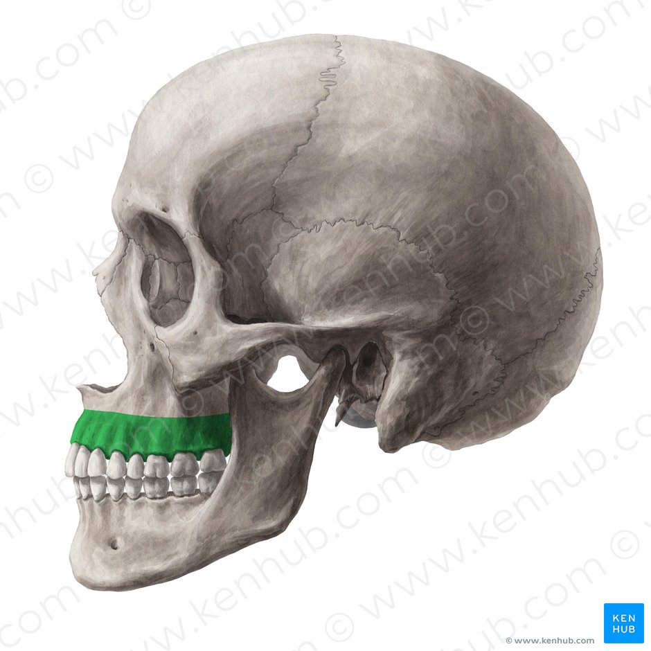 Alveolar process of maxilla (Processus alveolaris maxillae); Image: Yousun Koh