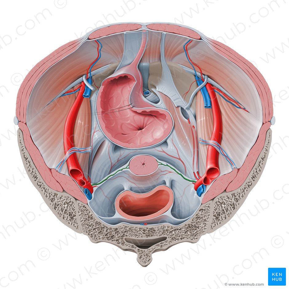 Arteria uterina (Gebärmutterarterie); Bild: Paul Kim