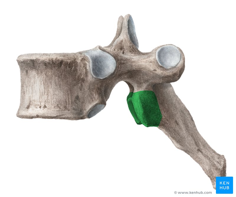 Inferior articular process (green) - lateral left view
