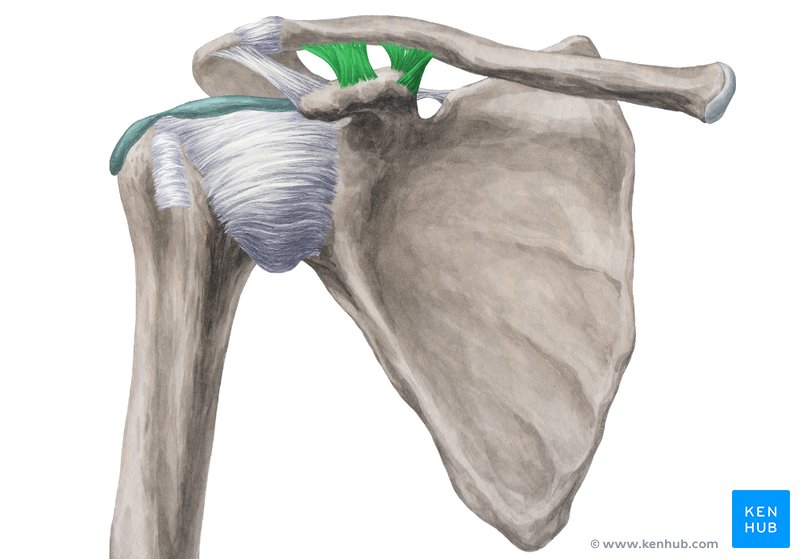 Joints and ligaments of the upper limb: Anatomy | Kenhub