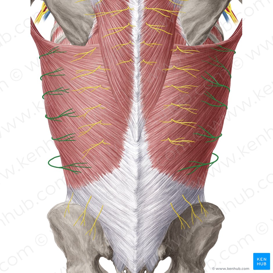 Ramo cutáneo lateral del nervio intercostal (Ramus cutaneus lateralis nervi intercostalis); Imagen: Yousun Koh