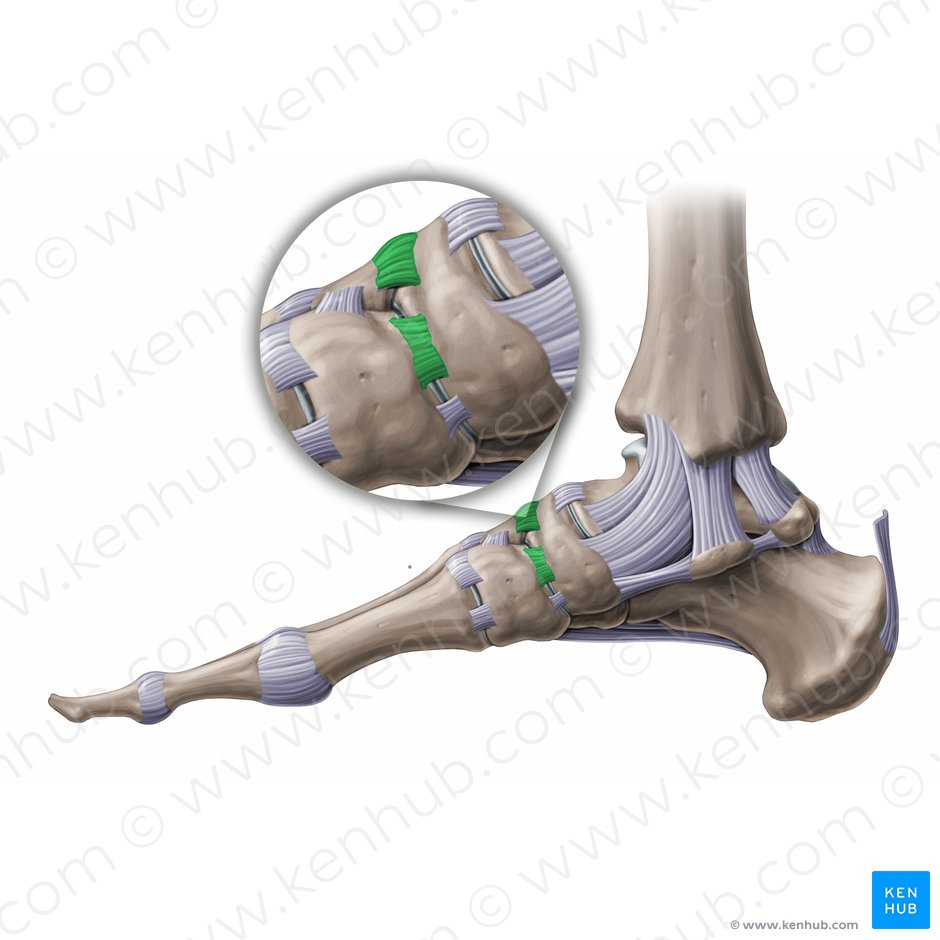Ligamentos cuneonaviculares dorsales (Ligamenta cuneonavicularia dorsalia); Imagen: Paul Kim